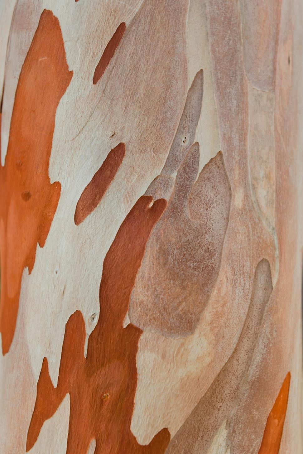 Reclaimed Wood